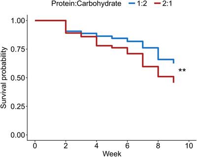 Protein-rich diet decreases survival, but does not alter reproduction, in fertile ant workers